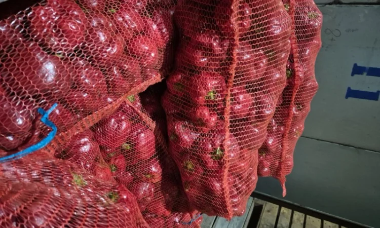 Продаю свіжий перець відмінної якості - фото № 2