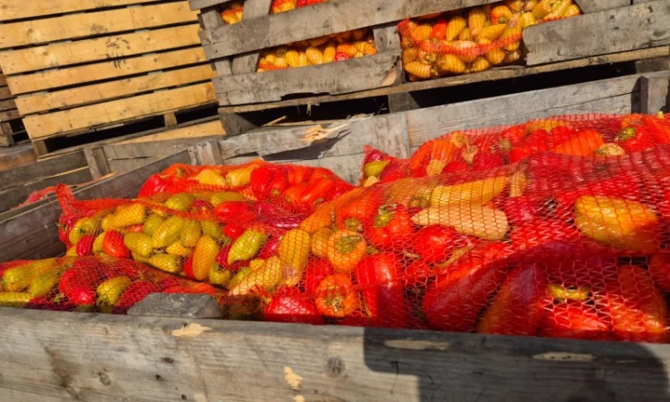 Продаю свіжий перець відмінної якості - фото № 3