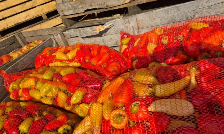 Продаю свіжий перець відмінної якості - фото № 4