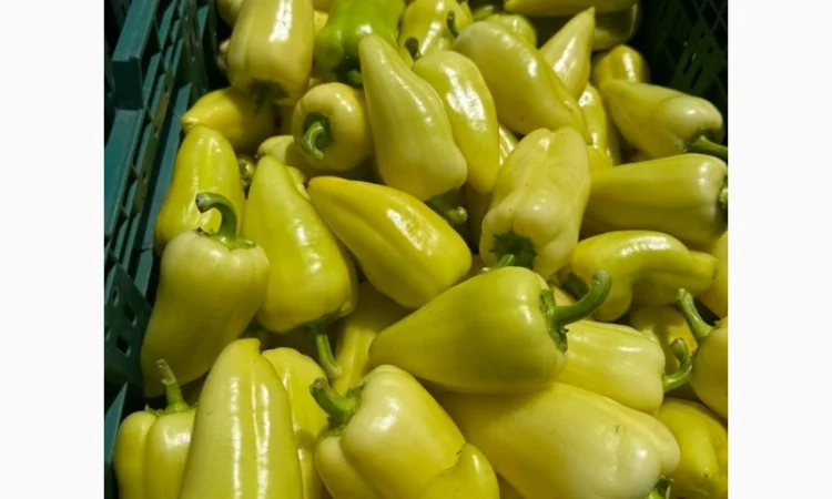 Продам перец белозерка - фото № 1