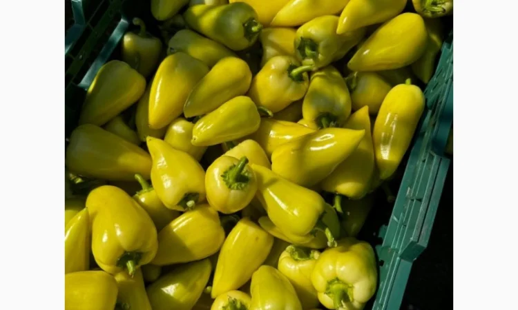 Продам перец белозерка - фото № 2