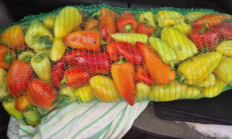 Перец белозерка високої якості на продаж - фото № 3