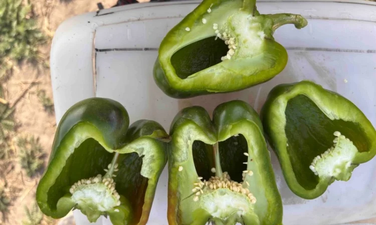 Продаємо Перец зелений 2с - фото № 1