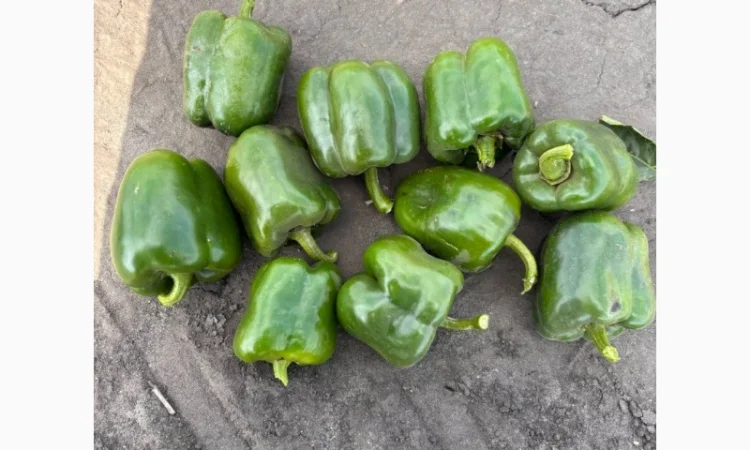 Продаємо Перец зелений 2с - фото № 2