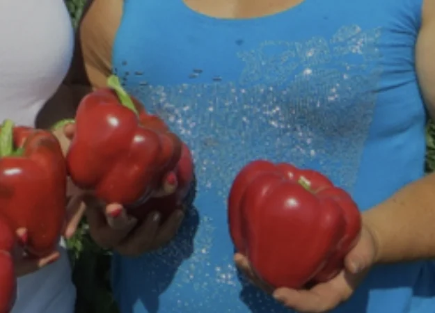 Перец геркулес - фото № 2