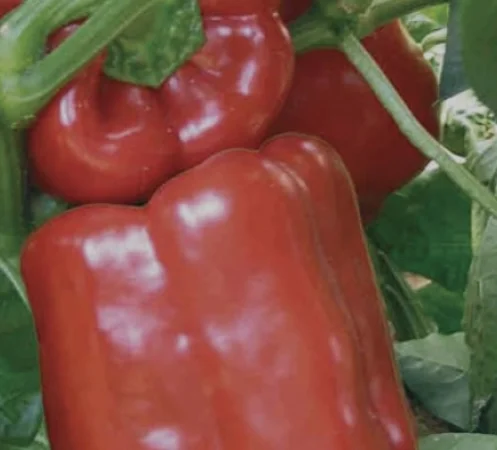 Перец геркулес - фото № 3