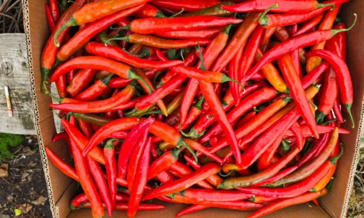 Продам Перець гострий - фото № 1