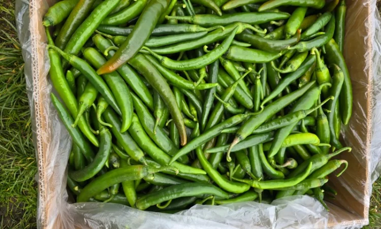 Продам Перець гострий - фото № 2