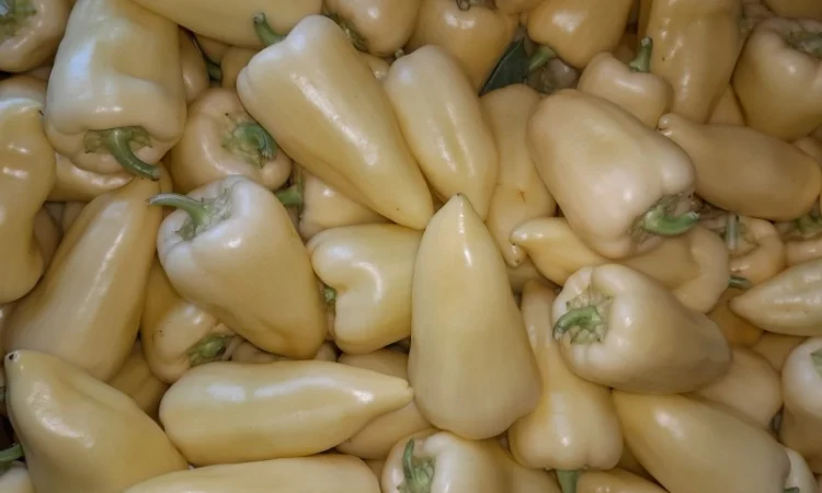 Продам перець. Сорт Хаскі - фото № 1