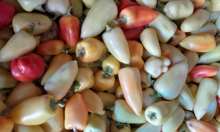 Продам перець. Сорт Хаскі - фото № 2