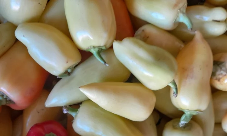 Продам перець. Сорт Хаскі - фото № 3