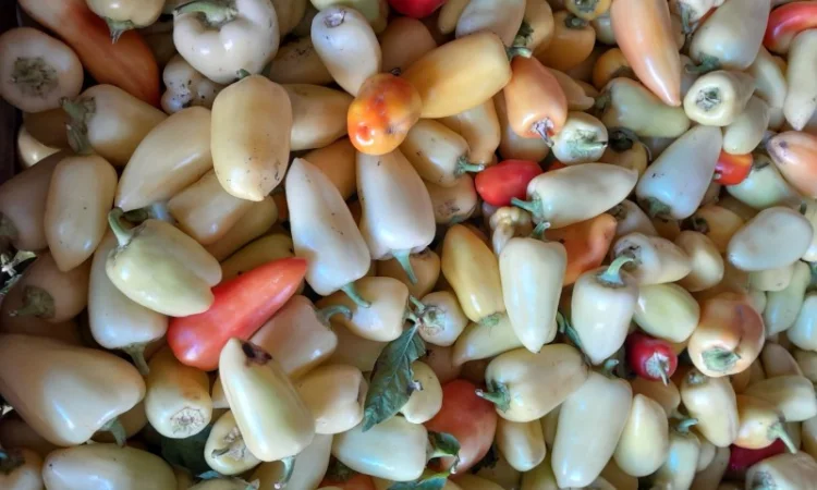 Продам перець. Сорт Хаскі - фото № 4