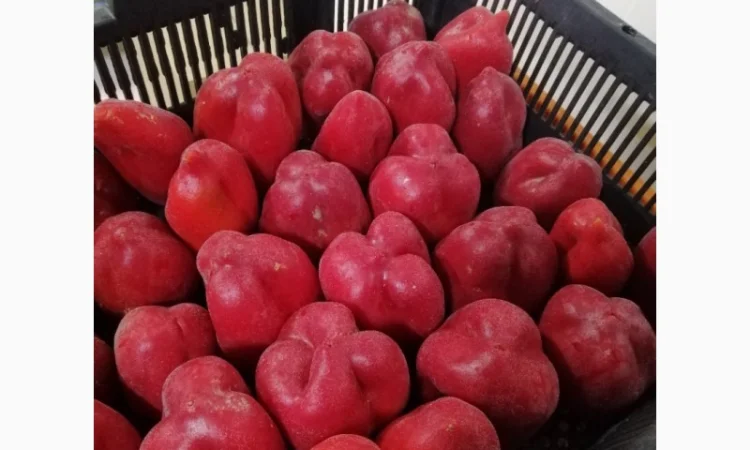 Продам перець червоний цілий заморожений - фото № 5