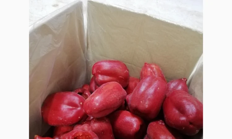 Продам перець червоний цілий заморожений - фото № 7