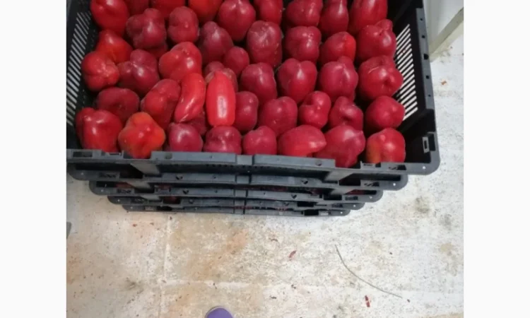 Продам перець червоний цілий заморожений - фото № 9