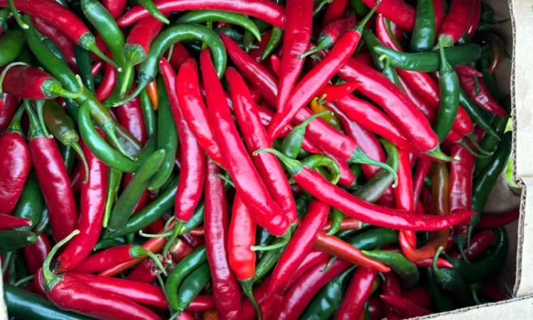 Перець гіркий - фото № 1