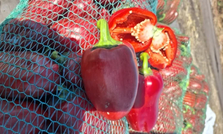 Перец сладкий - фото № 1