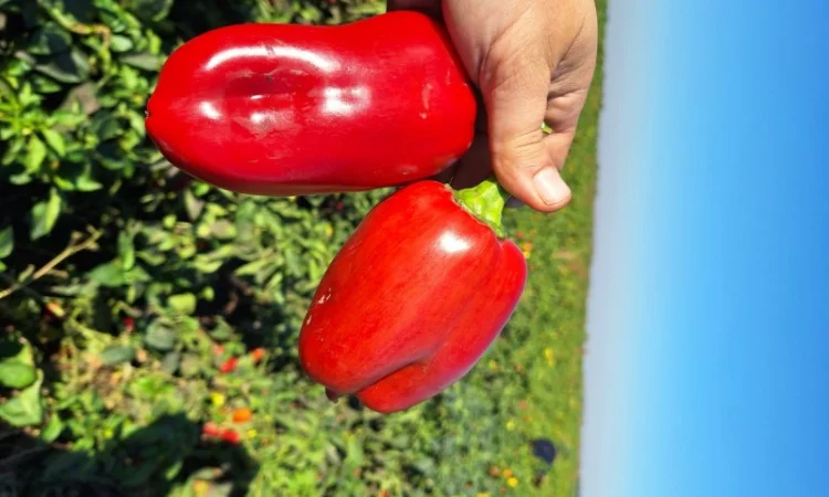 Перец сладкий - фото № 2