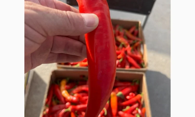 Продаємо гіркий перець - фото № 1