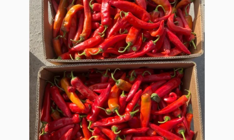 Продаємо гіркий перець - фото № 2