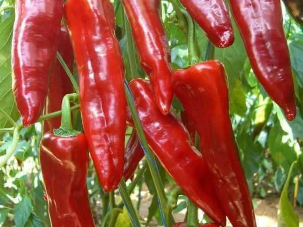 Перец капиа - фото № 2