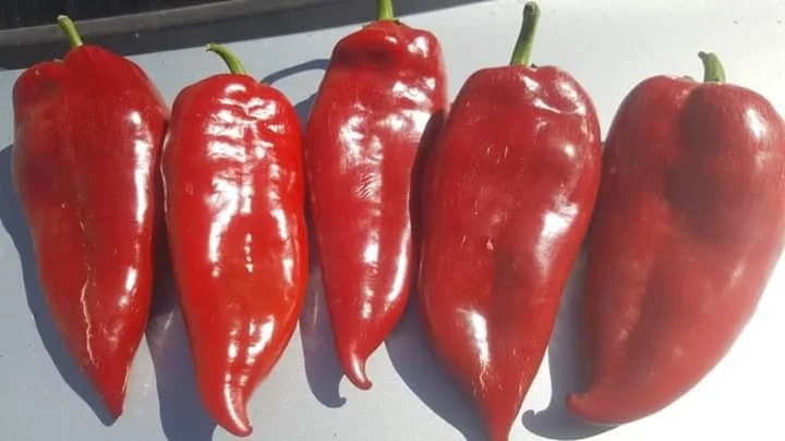 Перец капиа - фото № 3