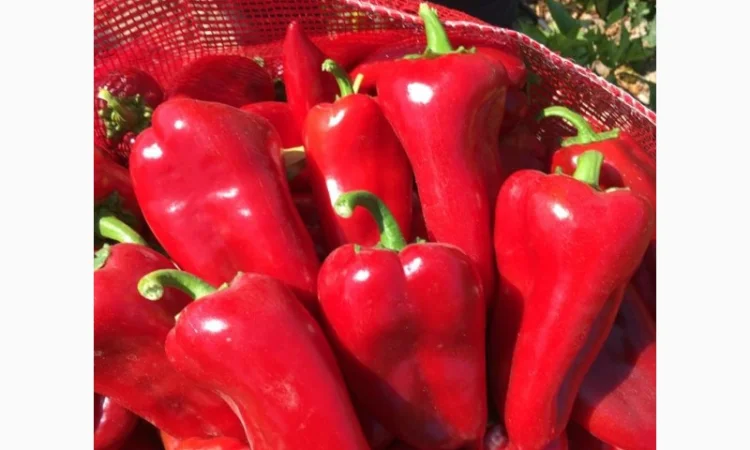 Перец капиа - фото № 4