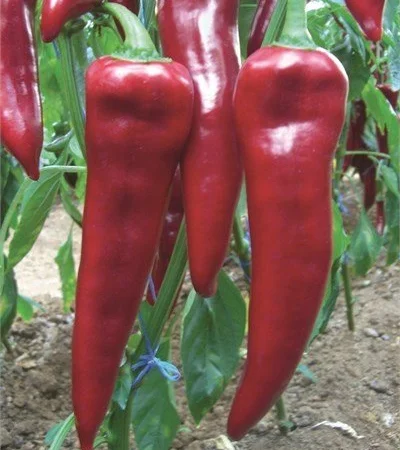 Перец капиа - фото № 6