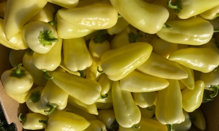 Продам перець - фото № 1