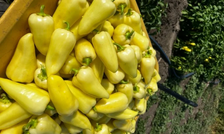 Продам перець - фото № 2