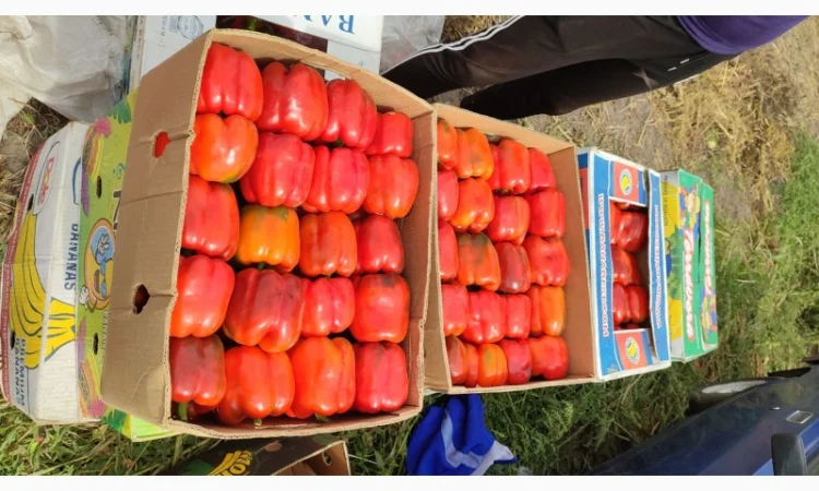 Перець солодкий Геркулес - фото № 1