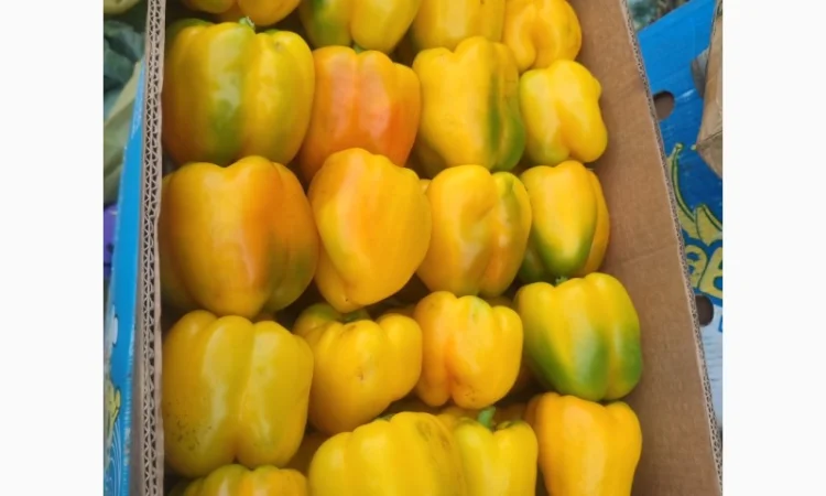 Перець солодкий Геркулес - фото № 3