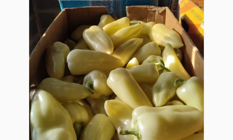 Перець солодкий Геркулес - фото № 5