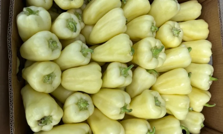 Продам перець сорту Хаскі - фото № 1