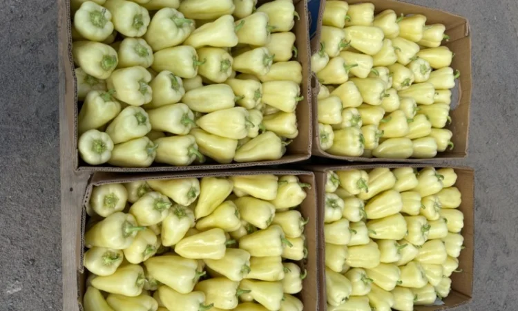 Продам перець сорту Хаскі - фото № 2