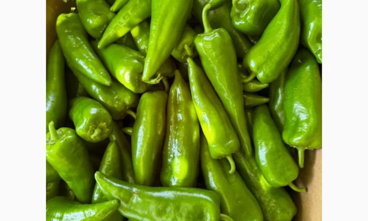 Продам перец капия портека - фото № 1