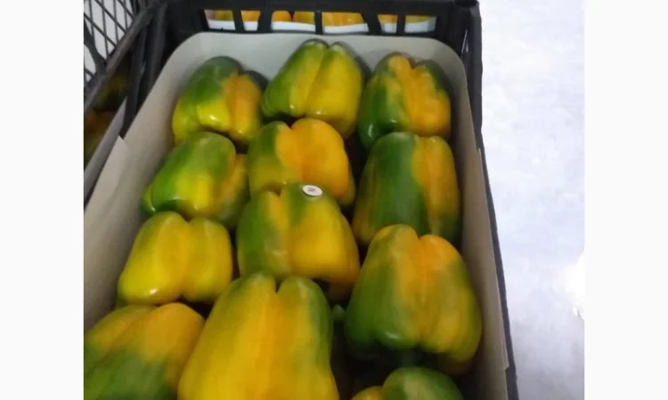 Перец Dolma - фото № 2