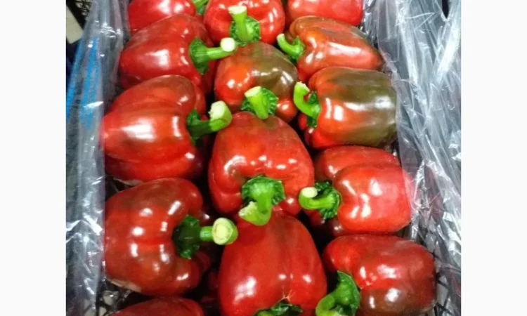 Перец Dolma - фото № 5