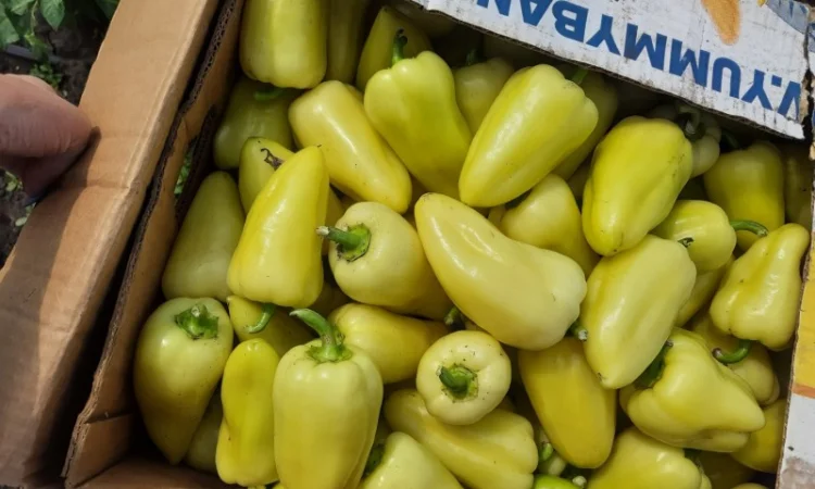 Продам Перец - фото № 1