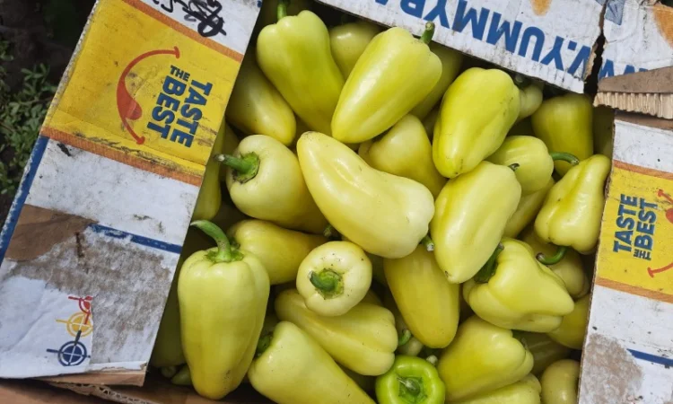 Продам Перец - фото № 2