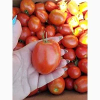 Закупка помидоров в Луцке - фото № 6