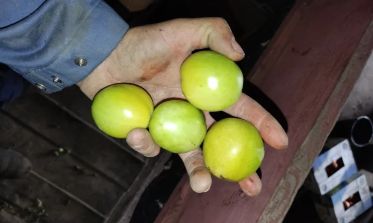 Продам зелений помідор - фото № 1