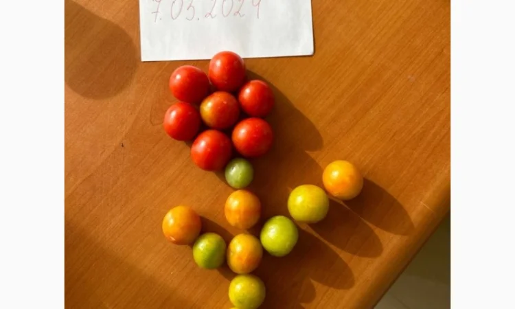 Томат черрі з Єгипту в продажу - фото № 1