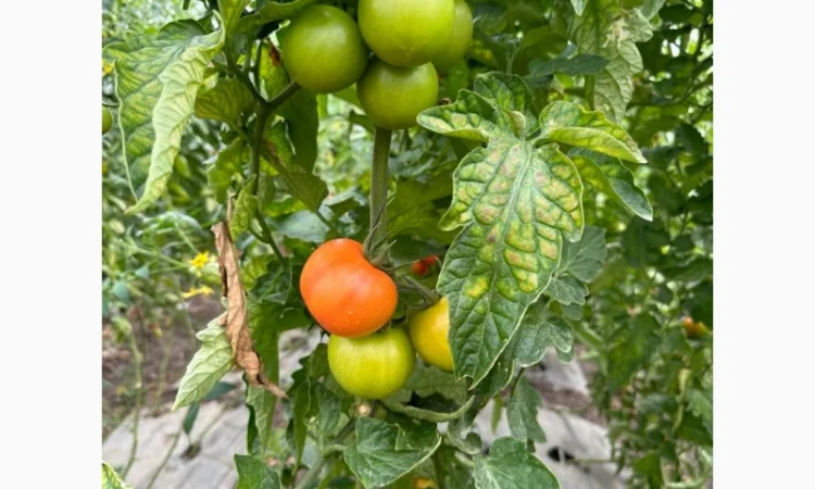 Томат черрі з Єгипту в продажу - фото № 2