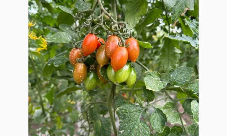 Томат черрі з Єгипту в продажу - фото № 3