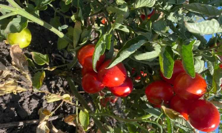 Продам томатний сік - фото № 2