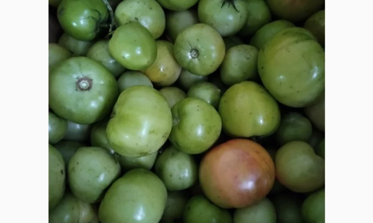 Продам зелені томати (не підмерзлі) - фото № 1