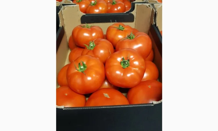 Куплю помідори оптом - фото № 1