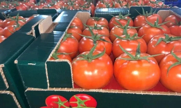 Оптові продажі помідорів з Туреччини - фото № 1