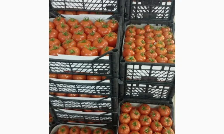 Оптові продажі помідорів з Туреччини - фото № 3